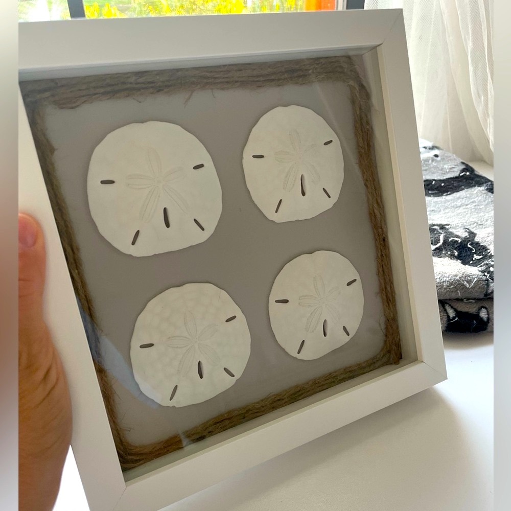 Sand Dollar Coastal Tropical Shadowbox